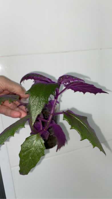 кактусы разные по 500 тенге