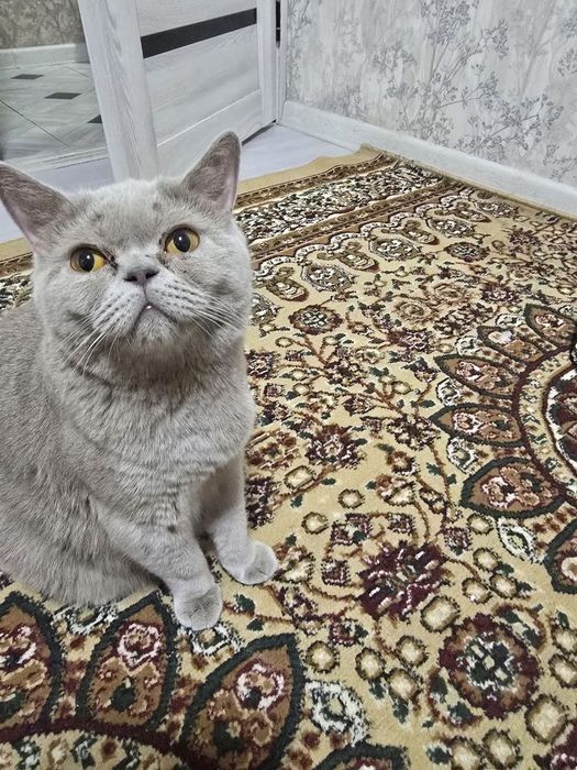 Продаются породистые  котята  шиншилла и скотиш