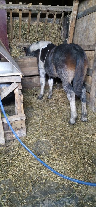 Manz tarcat de 6 luni