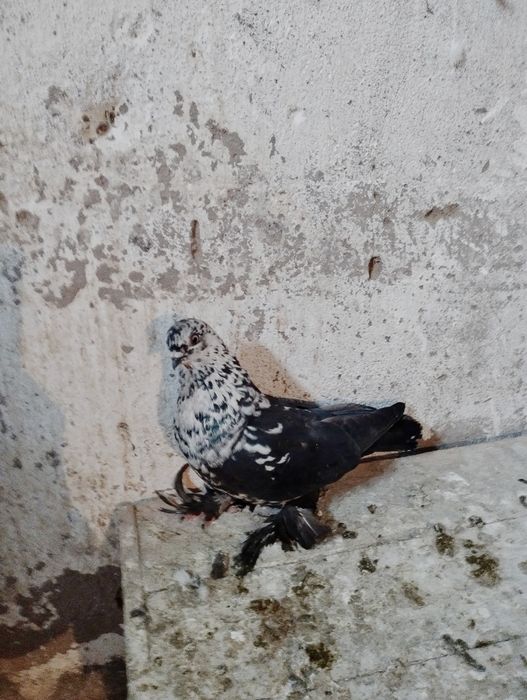 Продам Голубку Сочь или Гульсар