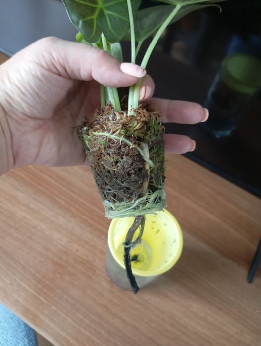 Продаются детки алоказии