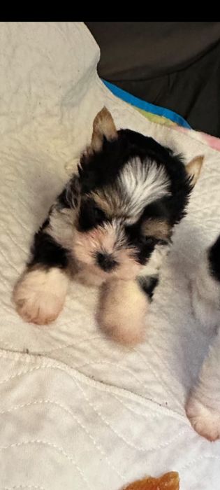 Yorkshire biewer terrier