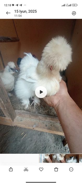 Сот1ладихамас1тухумда