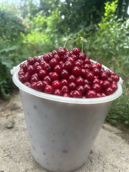 Продам дачную вишню