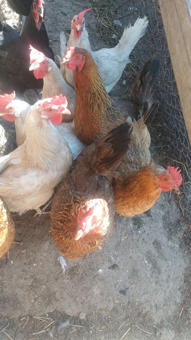 Продам кур кученские,австролорп молодые