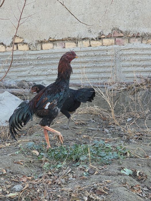 Дакан хуроз сотилади