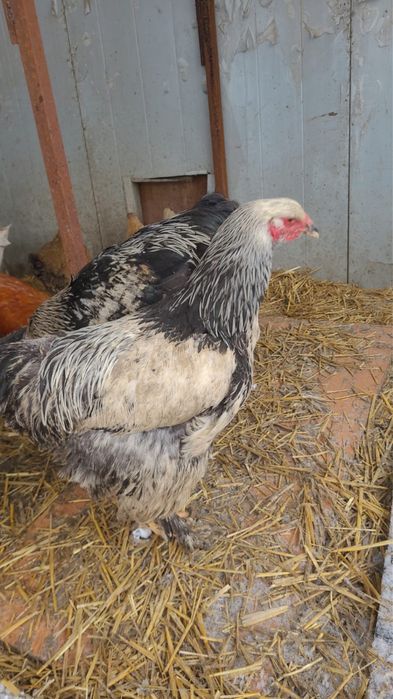 Продам петухов.