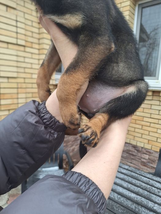 Отдаётся стерилизованная шикарная девочка