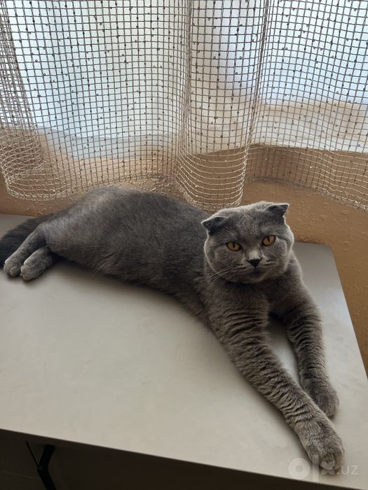 мишик скотиш фолд