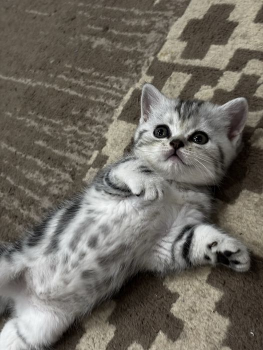 Продам котят, британцы