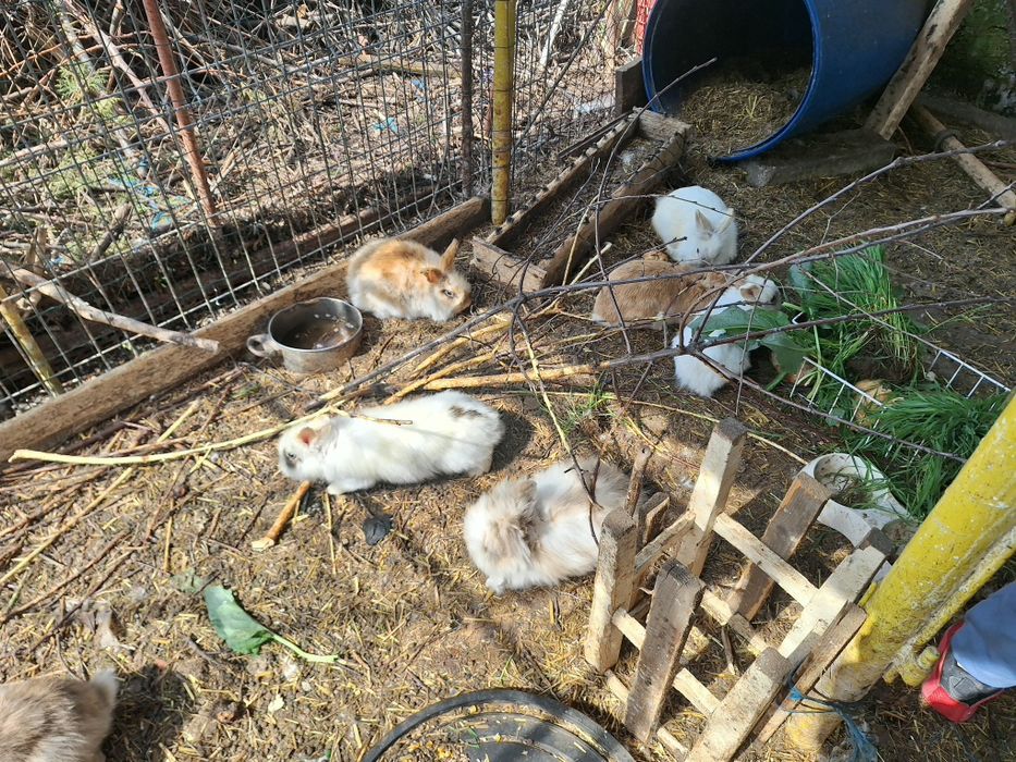 Vand iepuri cap de leu pitici