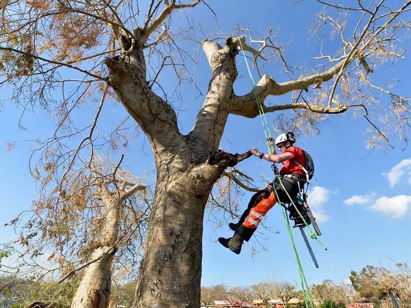 Спил деревьев Алматы