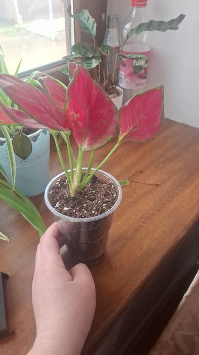 Комнатные цветы продам