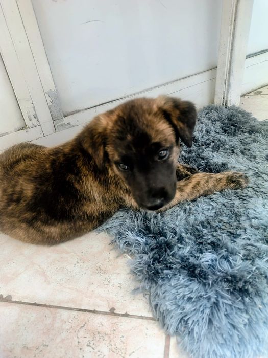Fetiță frumoasă spre adoptie
