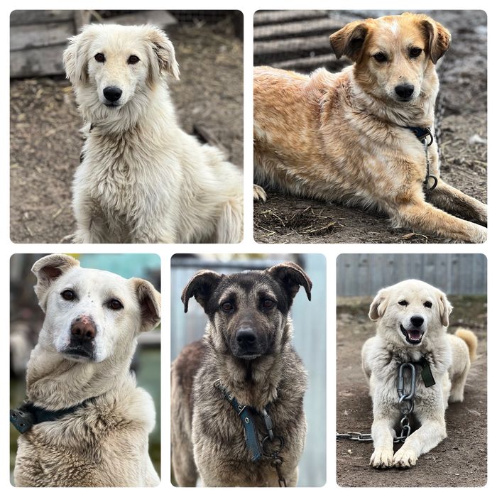 Собаки в хорошие руки