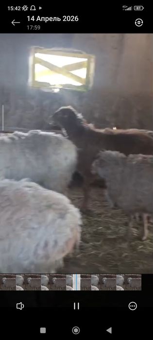 бордакы койлар сатылады