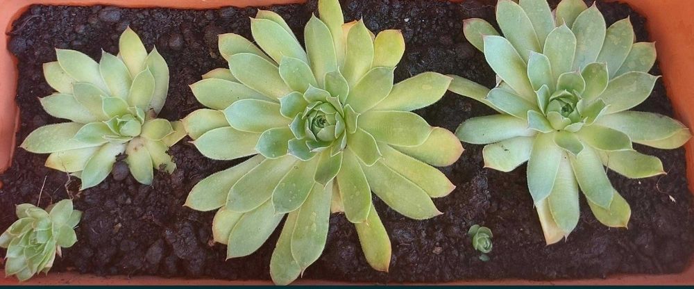 Flori Suculente Sempervivum