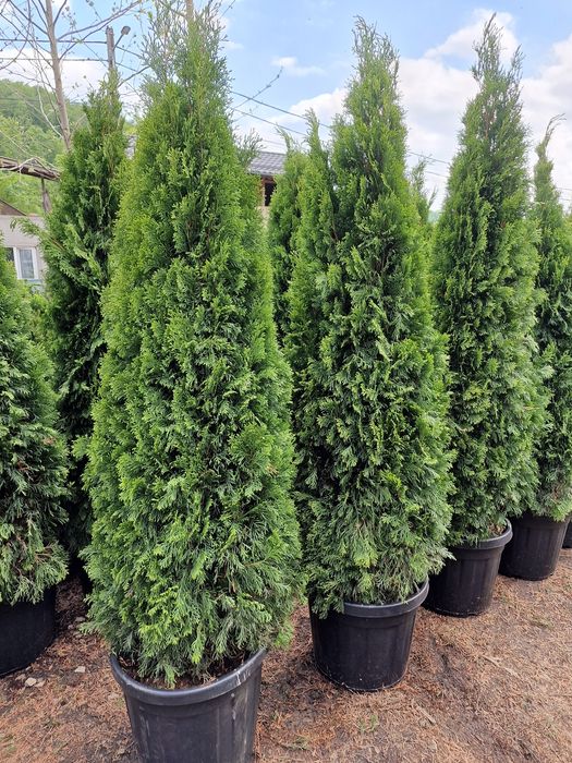 Tuia la ghiveci calitate extra 2m - 2.5m