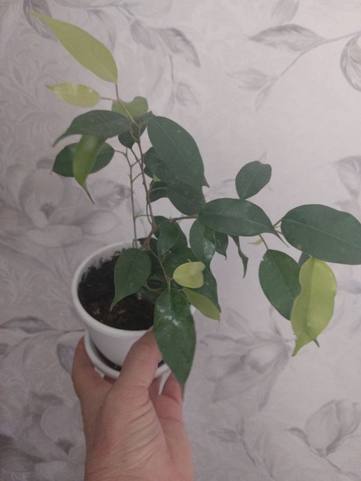 Фикусы и фуксии от 700тг