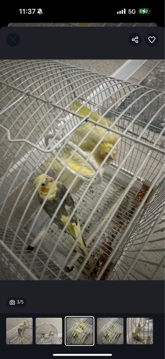 Продам 2 попугая Корелла