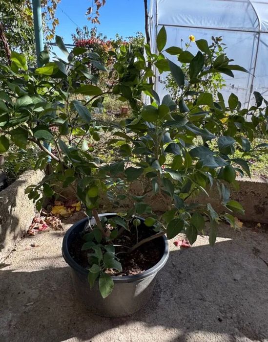 Лимонови дървета