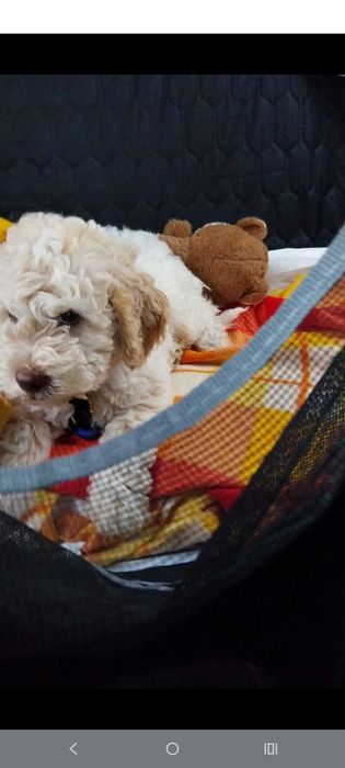 Lagotto Romanolio