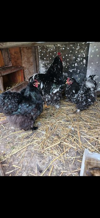 Продам цеплят кохинхин