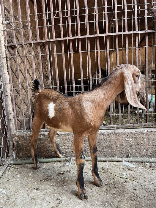Vand doua iede anglonubiene din parinti cu pedigree din Cehia si Slovacia