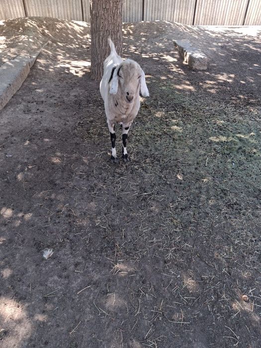 Козёл на огуливание