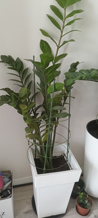 Продам денежное дерево - замиокулькас