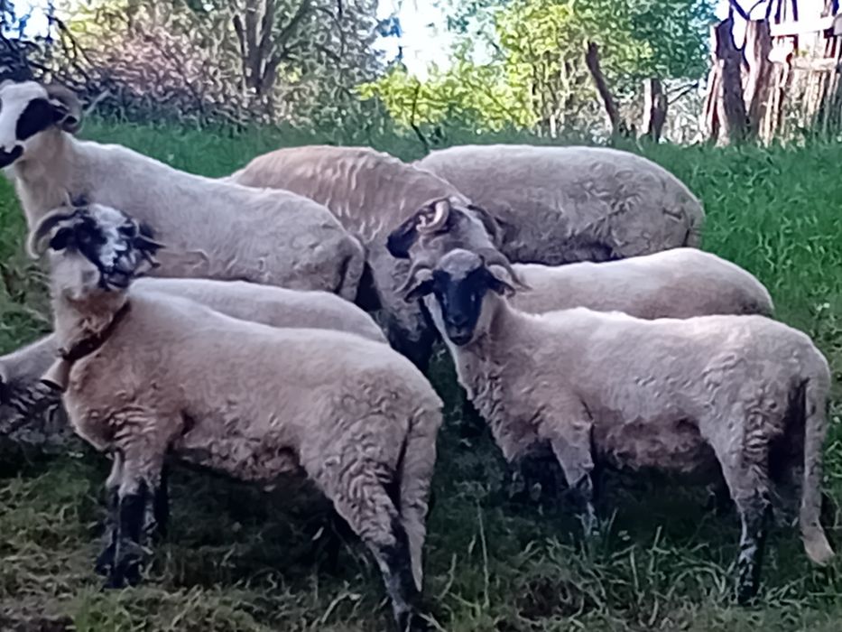 Vând  5 oi + un berbec suffolk varianta a doua