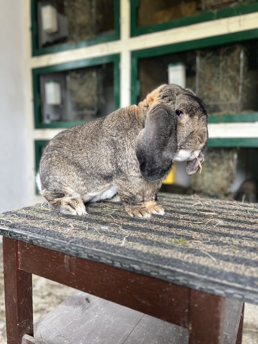 Berbec german agouti