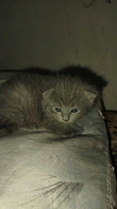 Продаются котята СКОТИШ ФОЛД