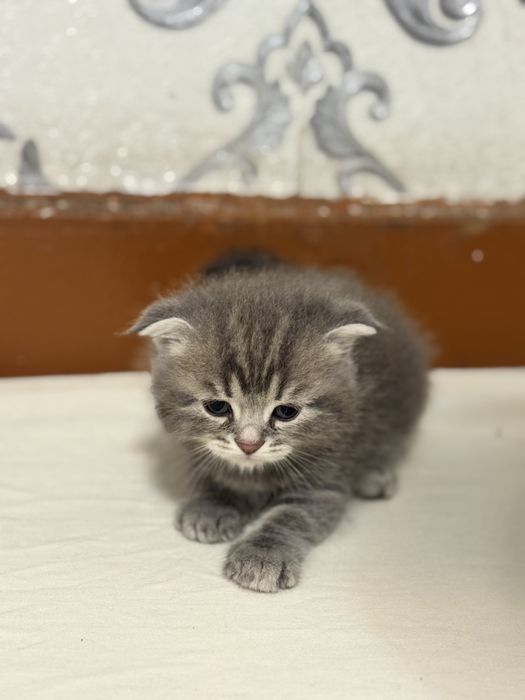 котята Scottish Fold и Straight в продаже$