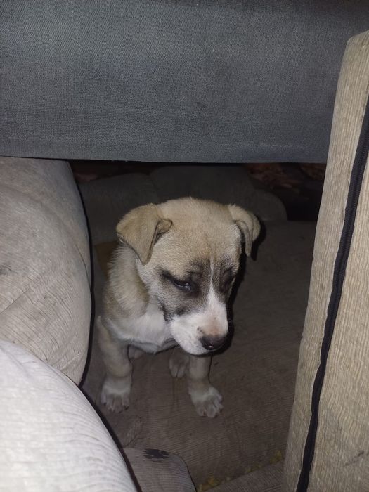 Продам щенка помесь