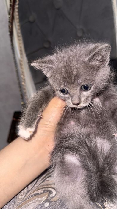 Маленькие котята. пол:ж