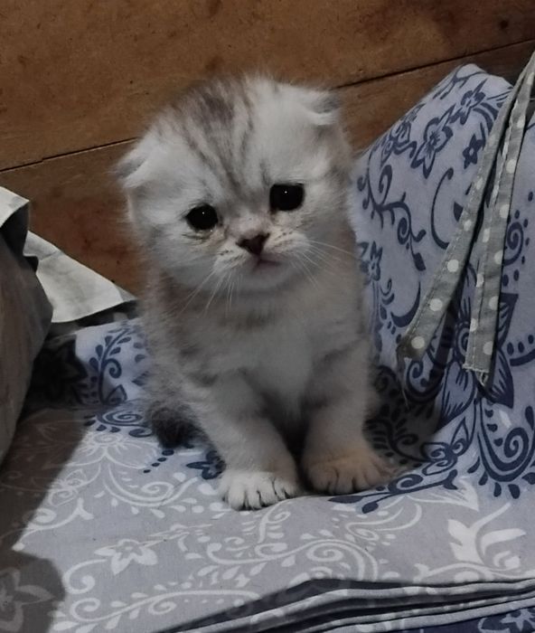 Продаются шотланские котята