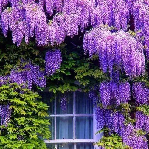 Япоский  ГЛИЦИНИЯ  - (Wisteria) (optom)
хушбой хидли , баланд буйли да