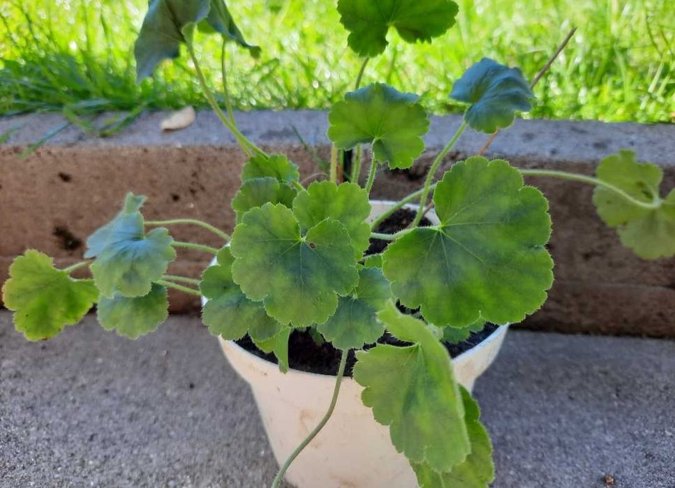 Хойхера - 5 вида