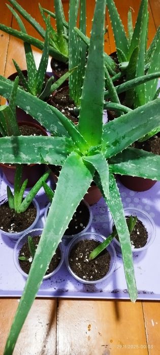 Домашние цветы оптом