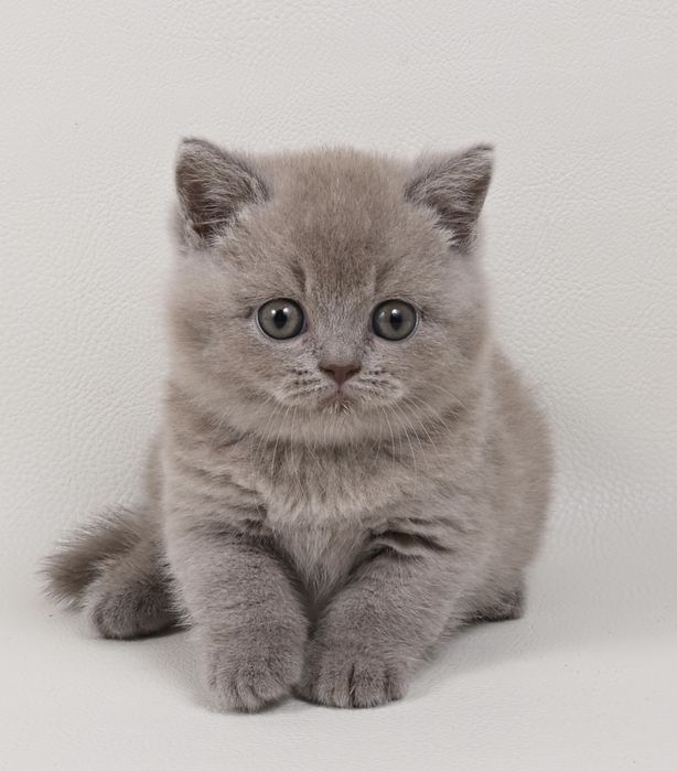 Pisoi British Shorthair colour lilac cu pedigree