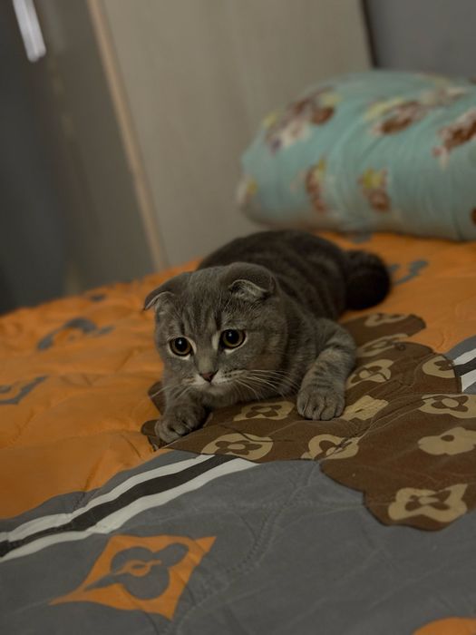 Отдам кота девочка 1,5год
