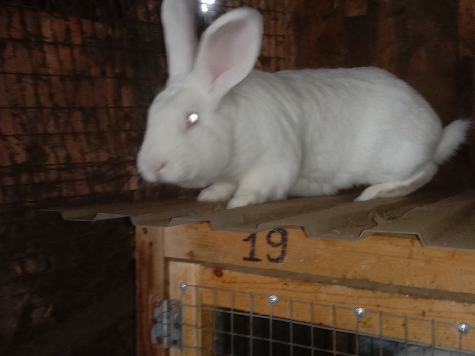 Продам кроликов на развод