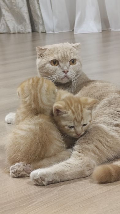 Котята породистые