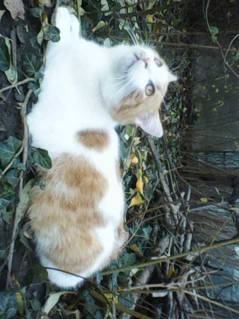 Ofer spre adopție pui de pisica