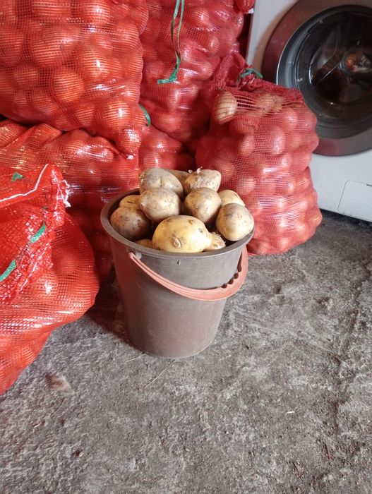 Продам картошку этого года