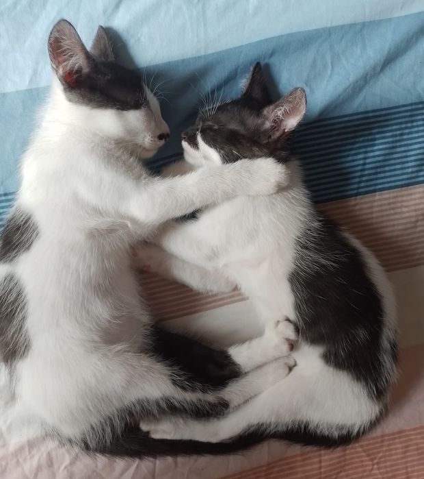 Donez 2 pisicuțe și un motănel