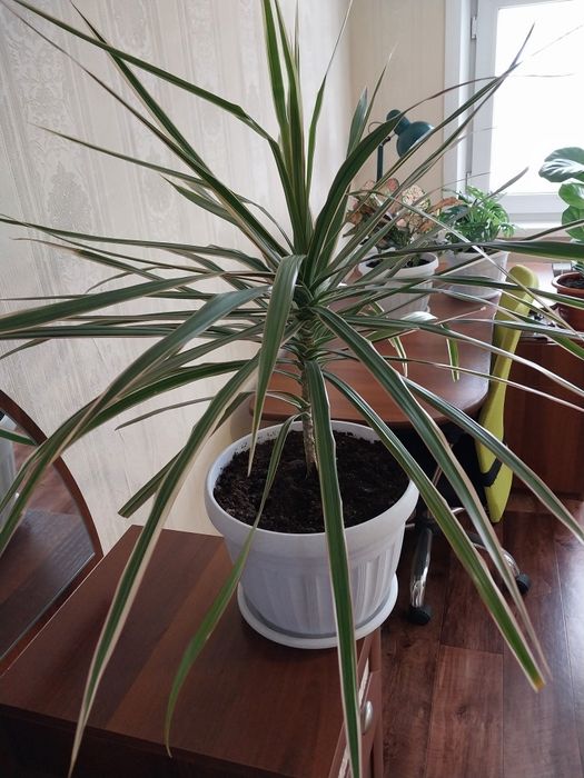Драцена в новом горшке