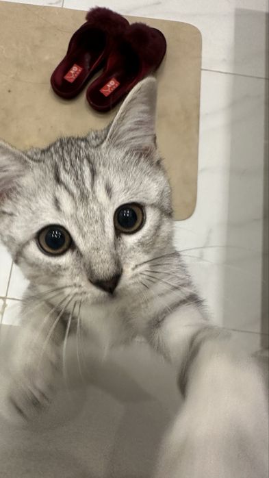 Отдаю котика в хорошие руки