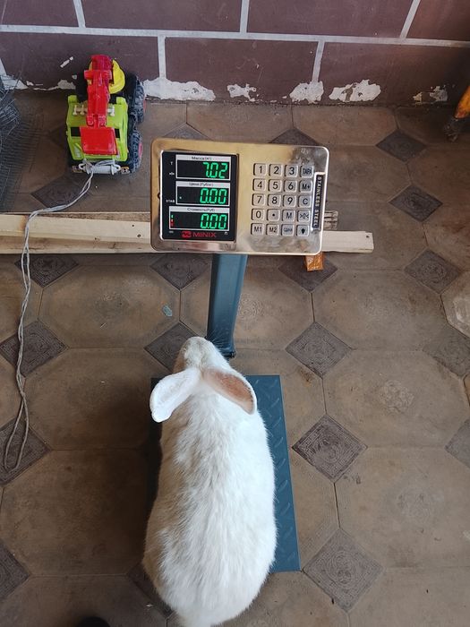 Великан-Фландр куён болалари сотилади